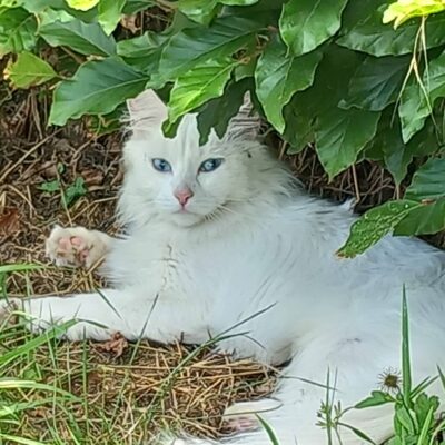 duchesse2