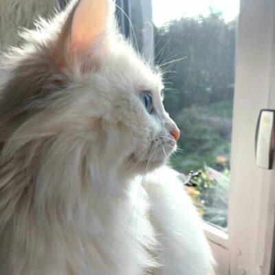 duchesse3