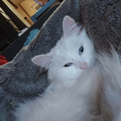 duchesse4