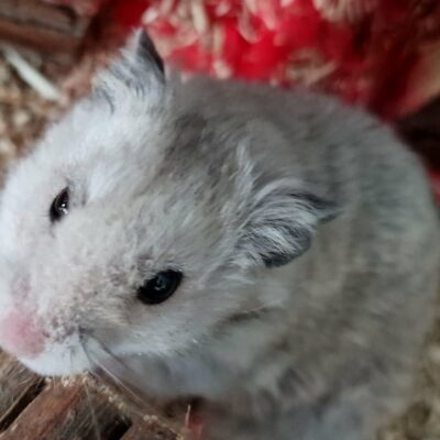 petit-pied petit-pied