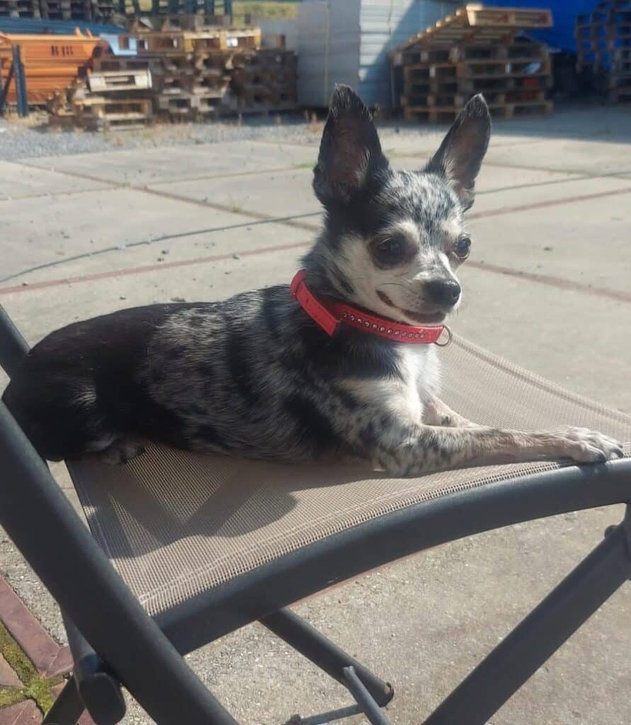 Laura Falque - Guess