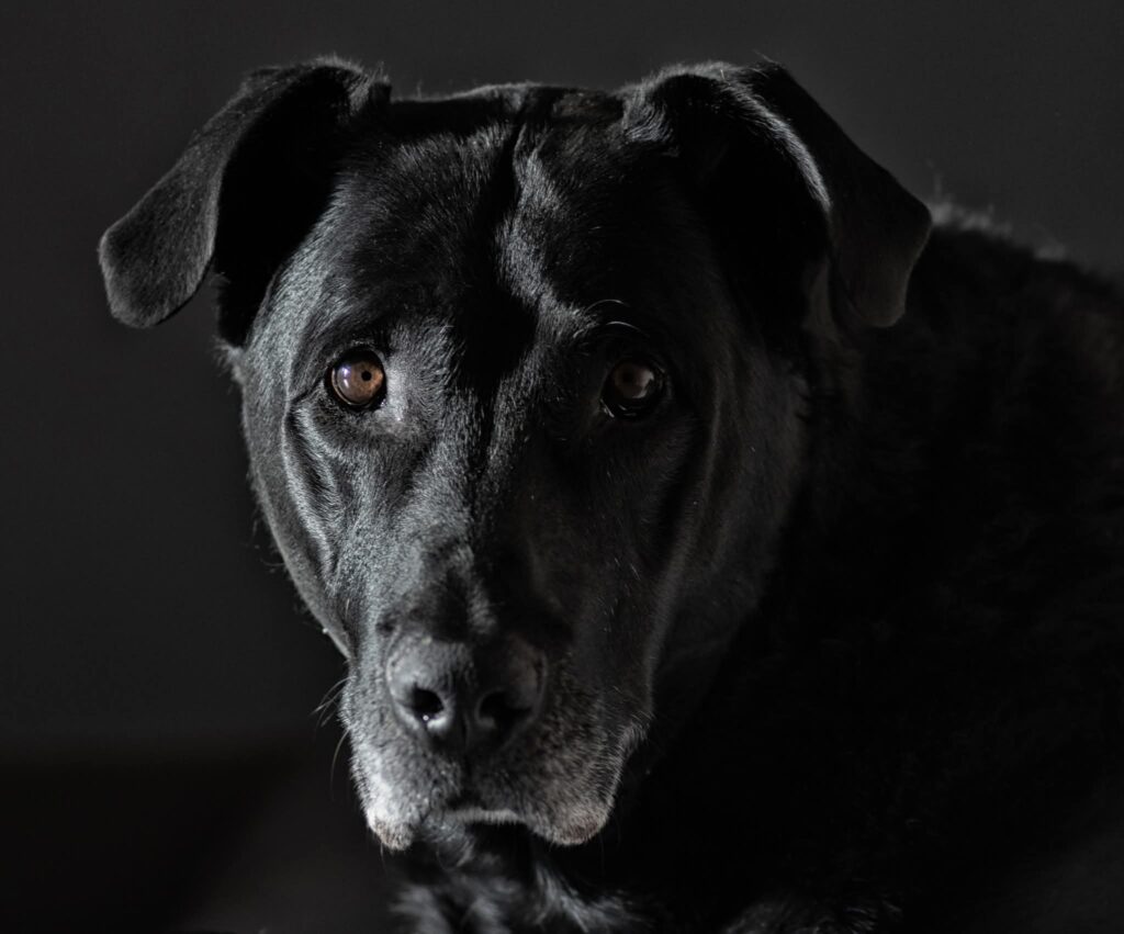 Christophe Vanbellingen - Diego