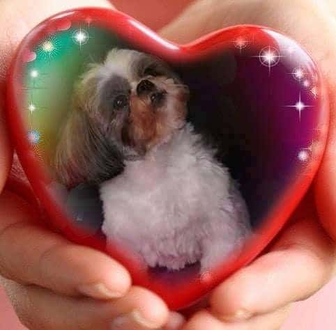 Danielle Dessouroux - Kitty