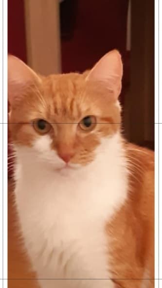 Sylvia Delhalle - Léa