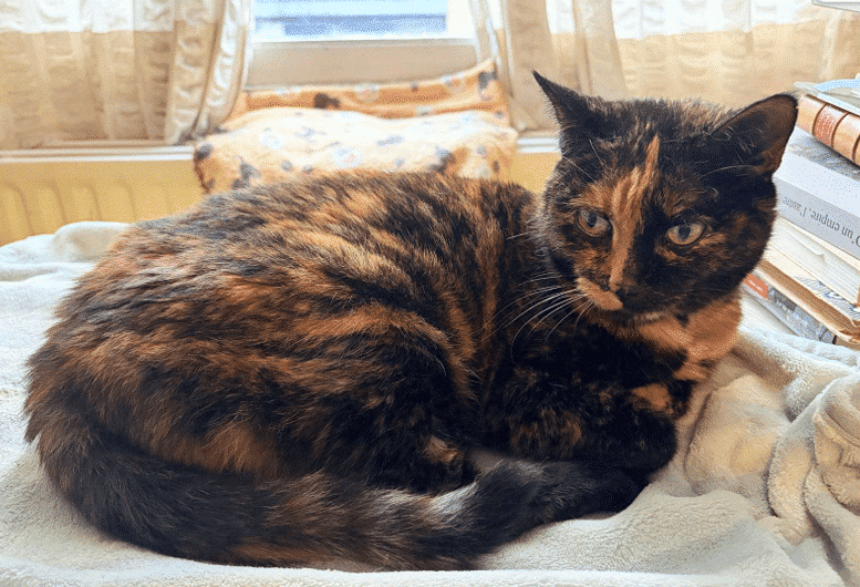 Sophie & Fabrice Basch-Van de Kerckhove - Mouchette