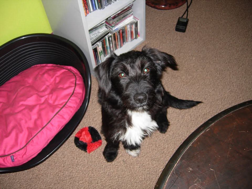 Marie-Ange Braun - Rani