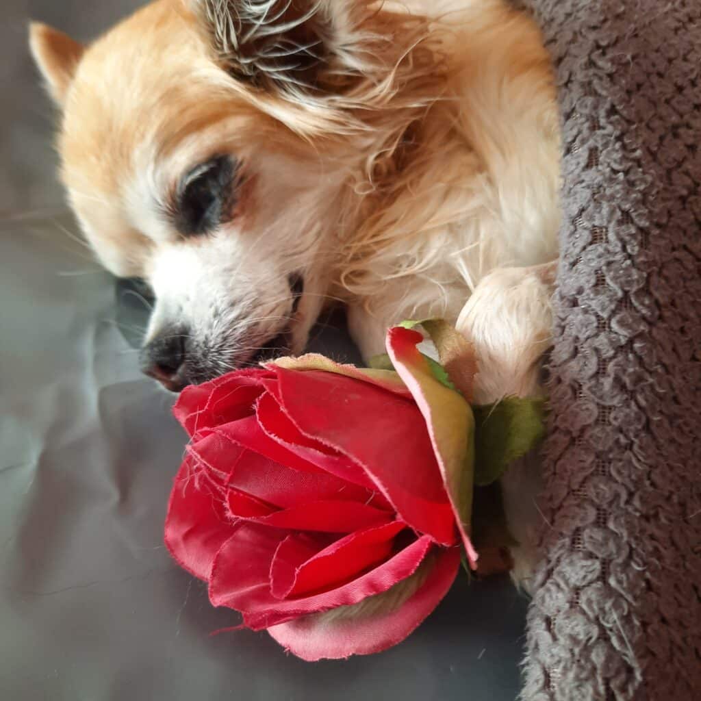 Marie-Josée Rambout - Roxie