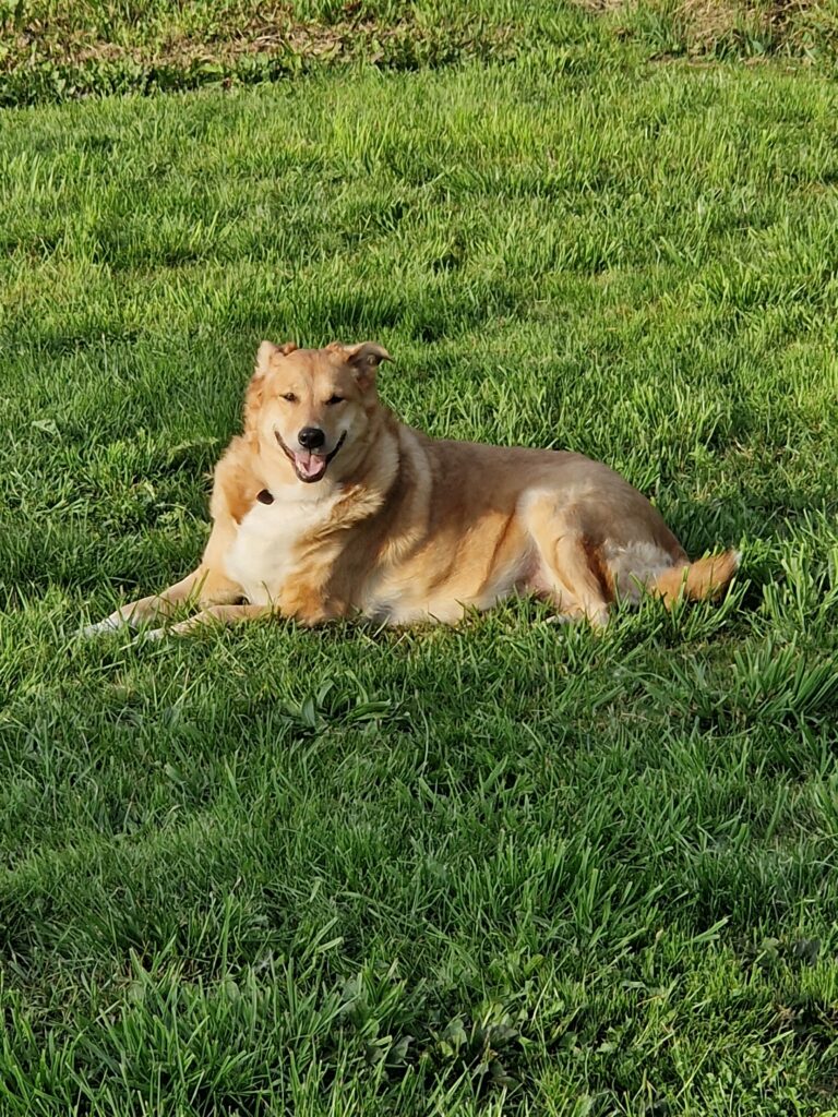 Micheline Dumont - Yucca